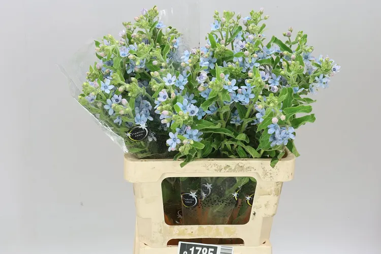 Oxypetalum Coeruleum 60 cm