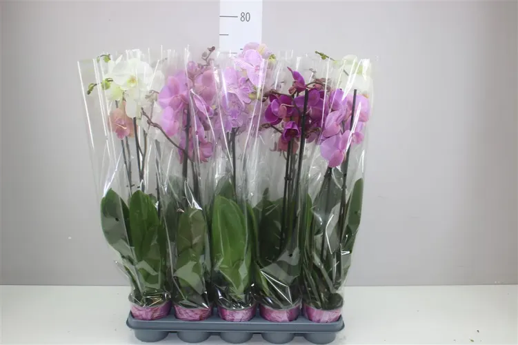 Orchidea Phalaenopsis mix Basic, 2 výhony črepník 12 cm