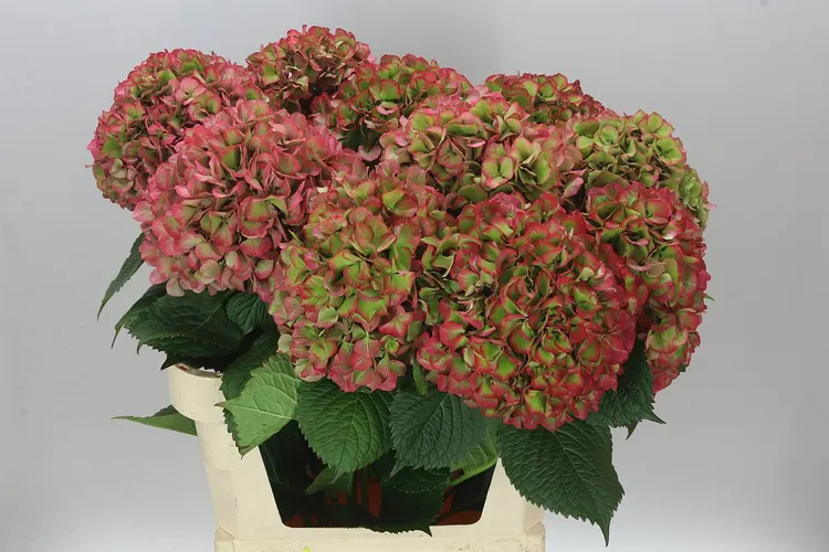 Hortenzia Glow Alps Red Classic (vuurbaak) 80 cm