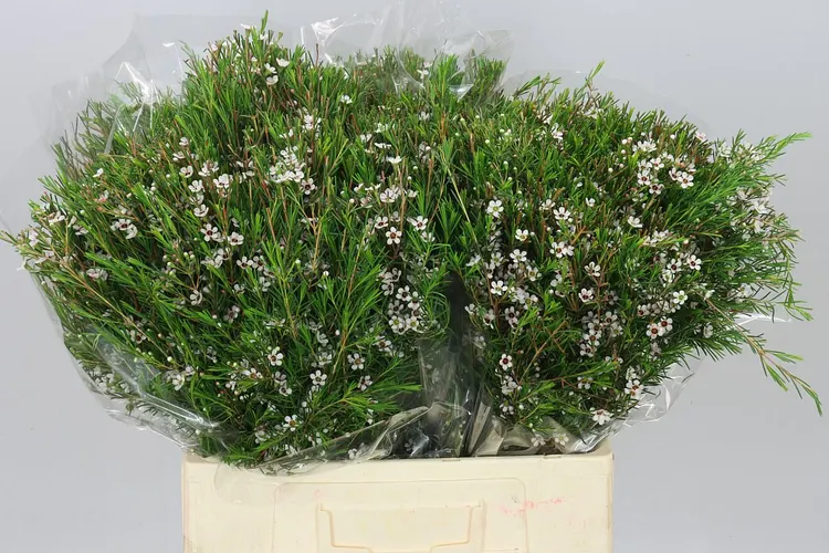 Voskovka Snow Flake 60 cm
