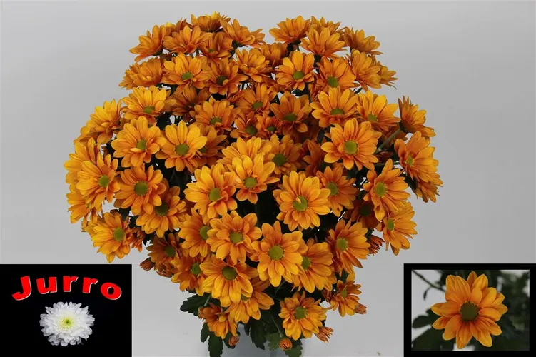 Chr T Orangina 70 cm