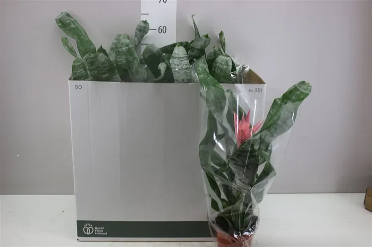 Aechmea Fa Primera črepník 12 cm