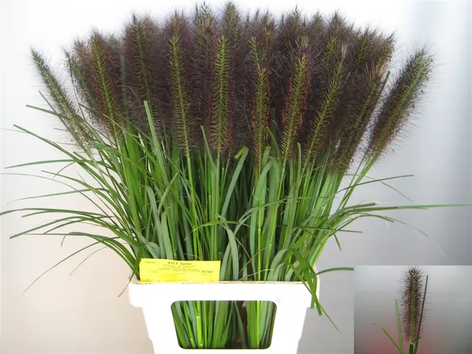 Pennisetum Paradise 70 cm