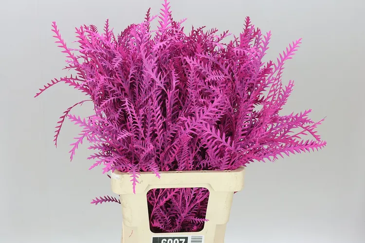Ivanhoe Cerise 60 cm