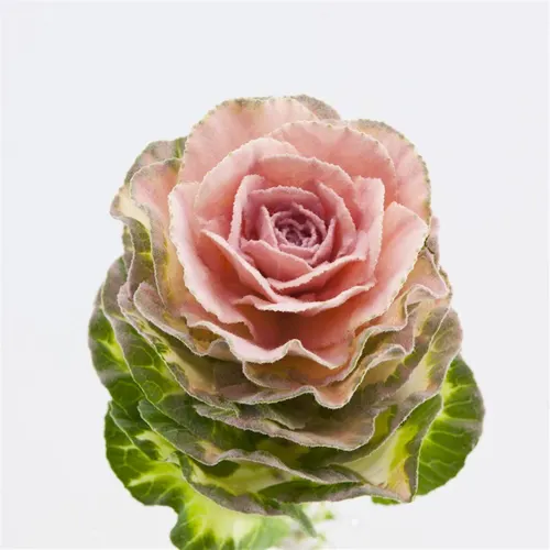 Brassica Powdered Pink 60 cm