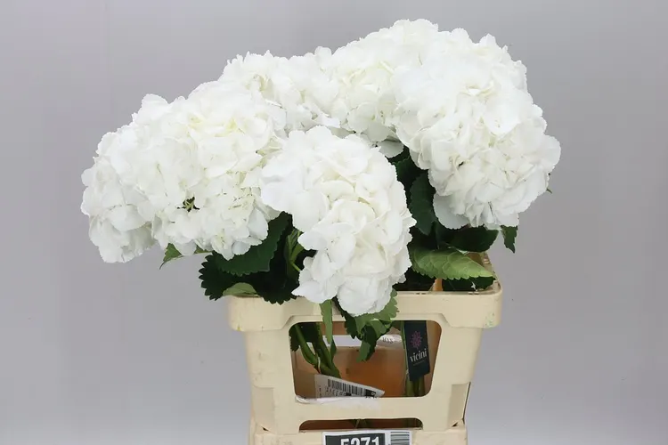Hortenzia Princes White 65 cm
