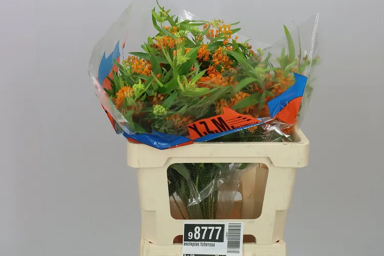 Asclepias Tuberosa 50 cm