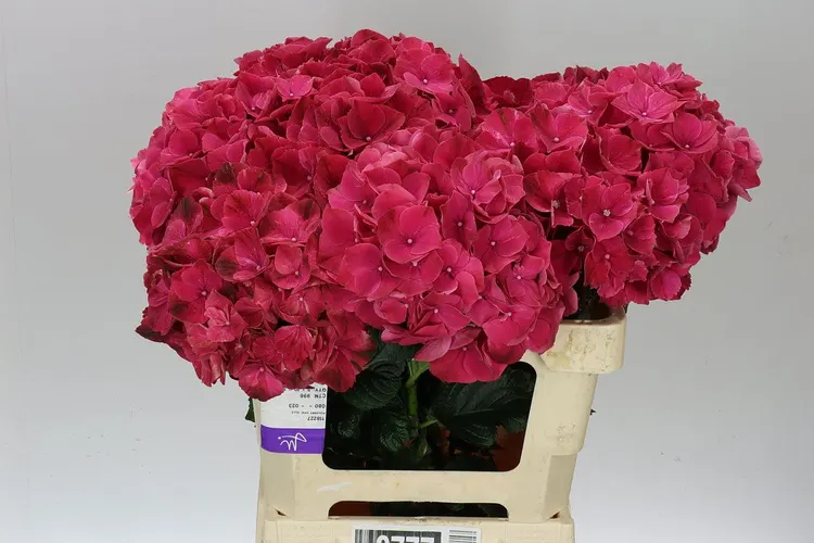 Hydrangea Ruby Pink 60 cm