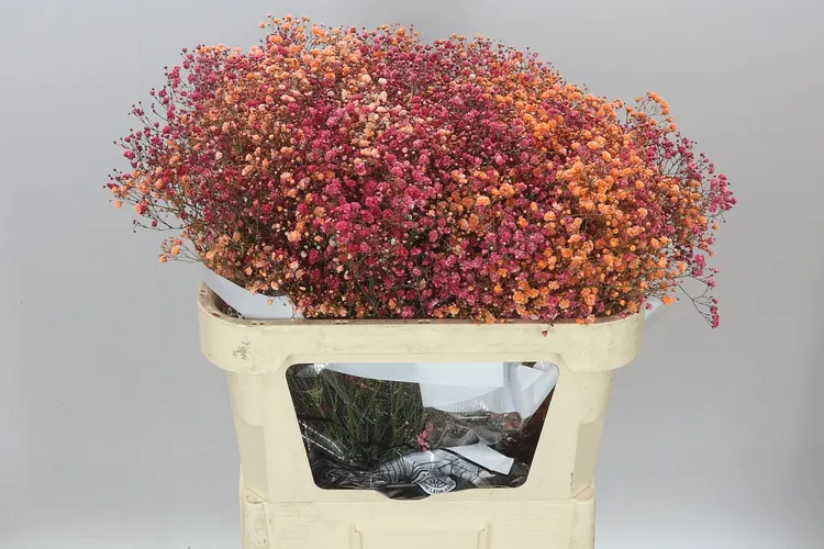Gypsofila Xlence farbená Rainbow Lava 80 cm