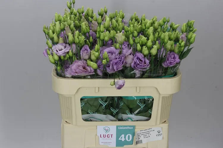 Eust Du Lisanne Lavendel 72 cm