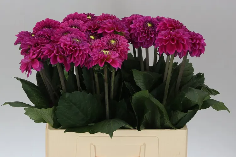 Dahlia Purple Fox Ex 60 cm