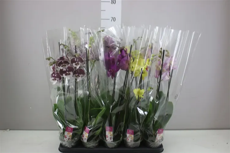 Orchidea Phalaenopsis mix 14+, 2 výhony črepník 12 cm