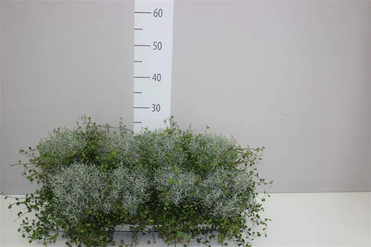 Calocephalus/muehlenbeckia črepník 13 cm