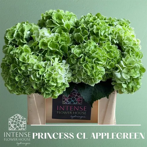 Hyd Princes Classic 50 cm