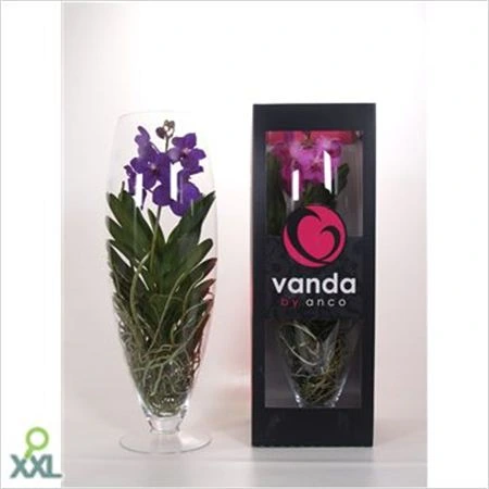 Orchidea Vanda mix v skle Champagne