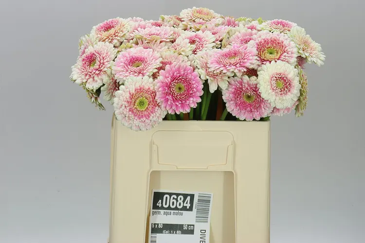 Germini Aqua Malou 50 cm
