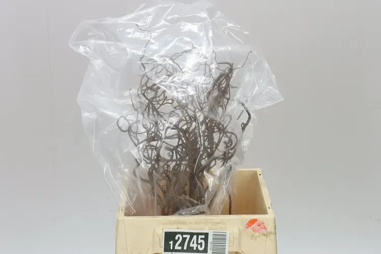 Corylus 40 cm