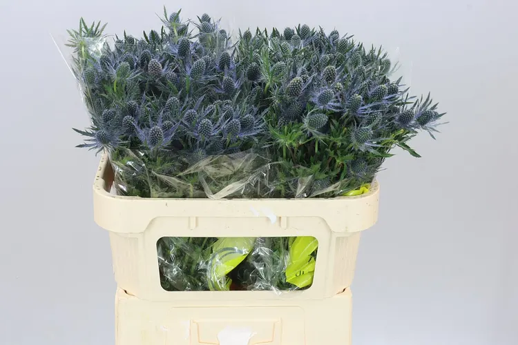 Eryngium Blue Lagoon 70 cm