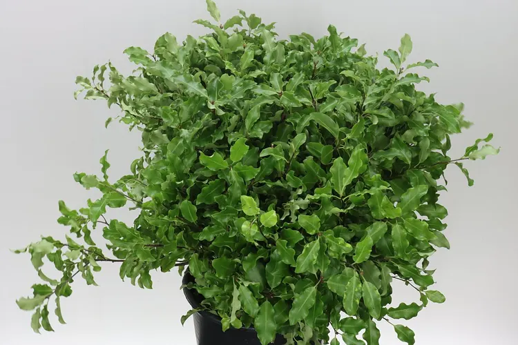 Pittosporum Fine Green Long 70 cm