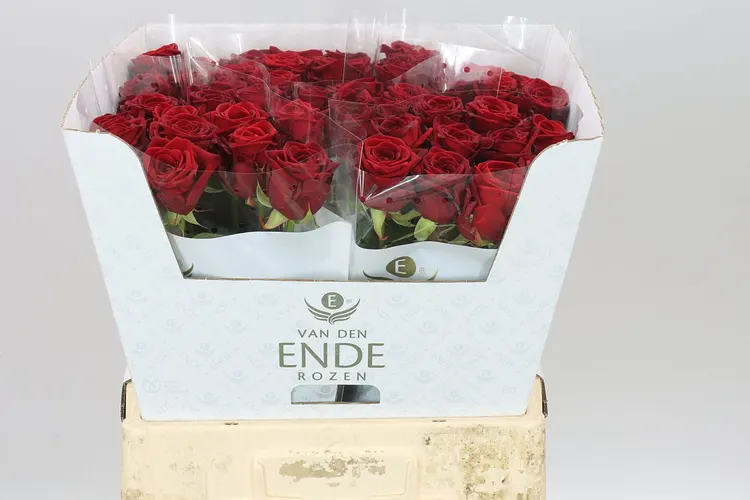 Rosa Gr Red Naomi Ende 60 cm