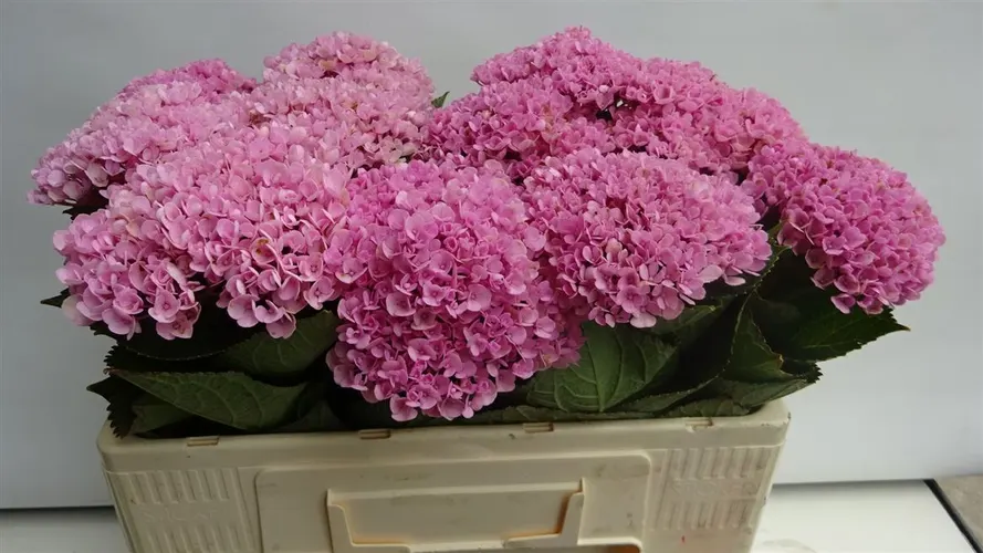 Hyd Revolution Pink 50 cm