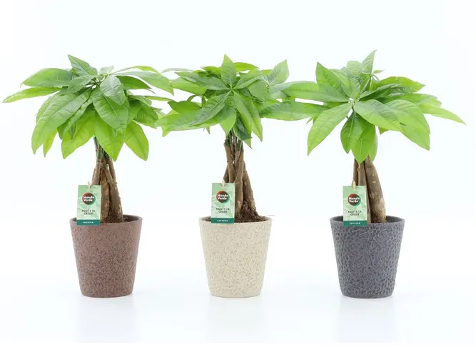 Pachira Aquatica s pleteným kmeňom v obale Nature Keramie črepník 13 cm