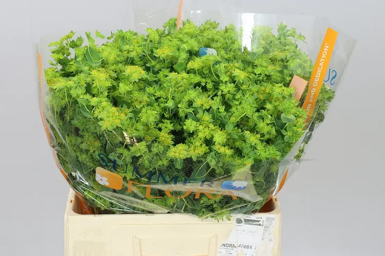 Bupleurum Griffithii 60 cm