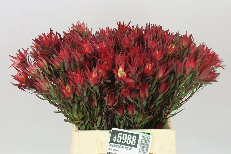 Leucadendron Sal Blush Spray 45 cm