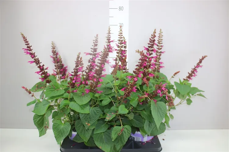 Salvia Salgoon Lake Flamingo črepník 19 cm