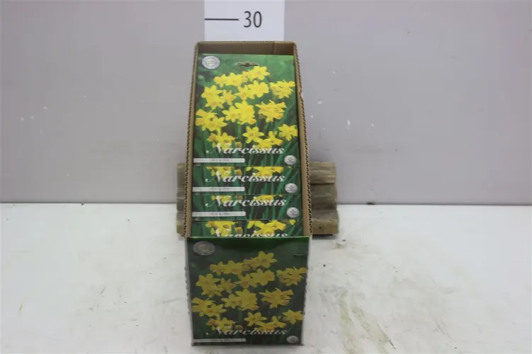 Bol Narcis Botanical Tete A Tete X10