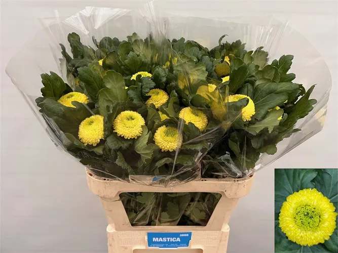 Chryzantéma veľkokvetá Sunny Boris Becker 80 cm