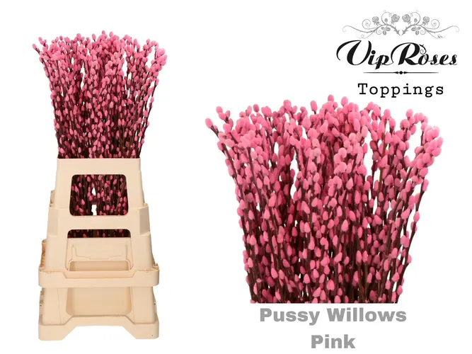 Salix Pussy Willow Pink 70 cm