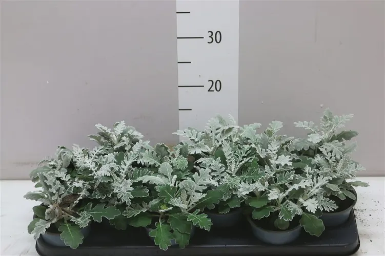 Senecio Cineraria črepník 10,5 cm