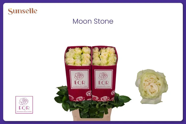 Rosa Gr Ec Moonstone 60 cm