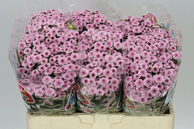 Sant Mad Bico Tyolo 55 cm