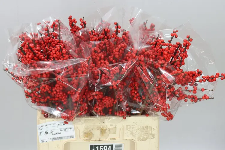 Ilex Verticillata 60 cm