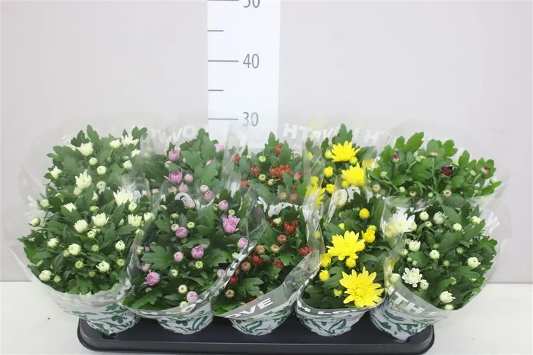 Chryzantéma črepníková mix plnokvetá črepník 12 cm