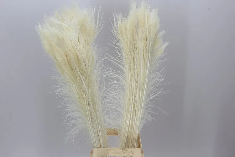 Peacock Feathers Bleeched X50 100 cm