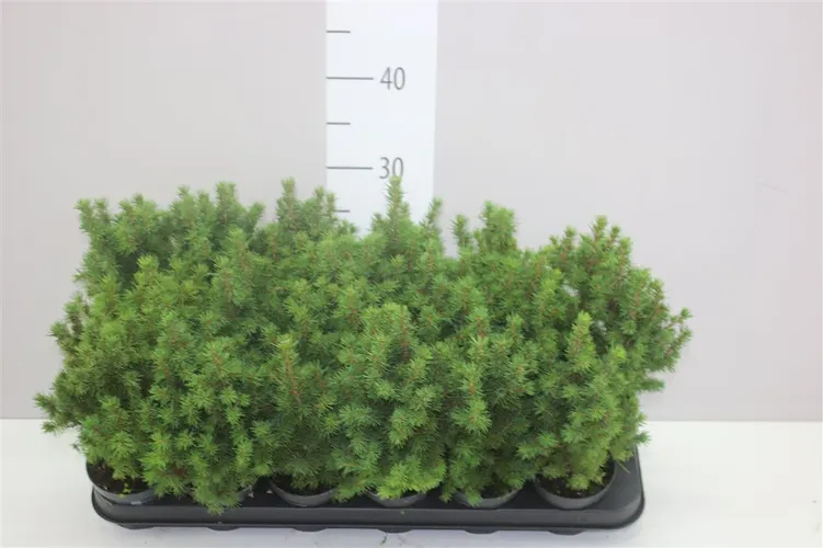 Picea Gl Conica črepník 9 cm