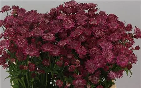 Astrantia / Astrancie