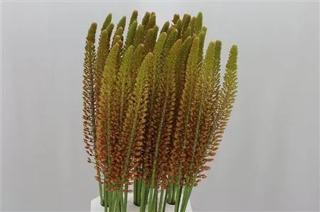 Eremurus Orange 80 cm