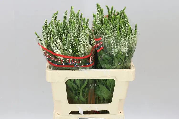 Veronica Skyler White 55 cm