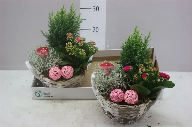 Arr Tuinplanten In Rieten Mand Met Oren črepník 22 cm