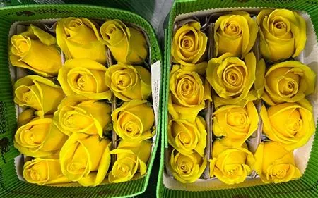 Rosa Gr Ec Goldfinch 40 cm