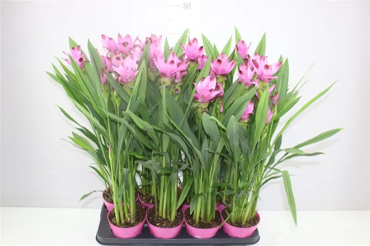 Curcuma Siam Splash črepník 14 cm