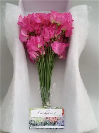 Hrachor (Lathyrus)