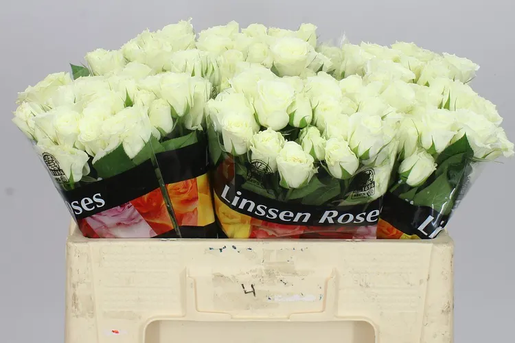 Rosa Tr Pascua! 50 cm
