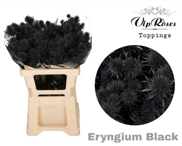 Eryngium Supernova Black 60cm 60 cm