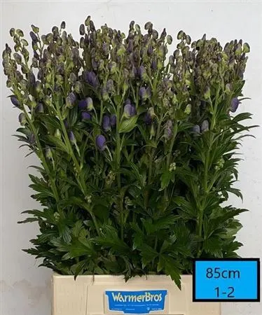 Aconitum Car Arendsii 85 cm
