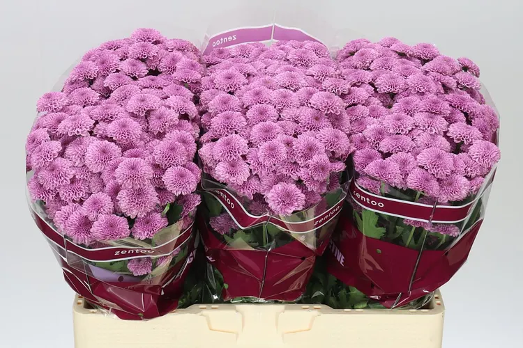 Sant Kismo Pink 55 cm